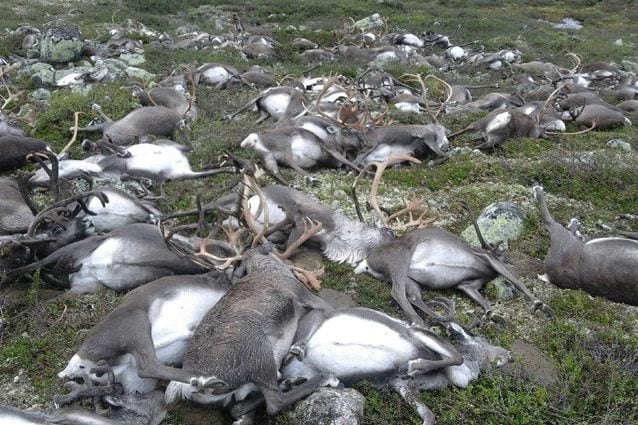 Credit: Håvard Kjøntvedt, Norwegian Environment Agency/Directorate for Nature Management