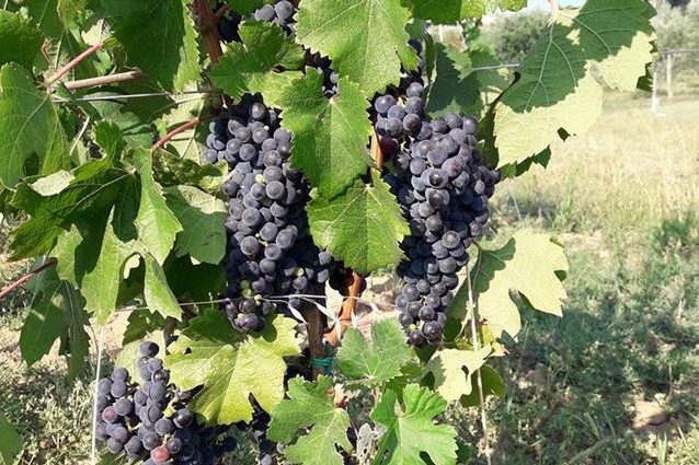 Credit: Parco del Venda di Vo Euganeo