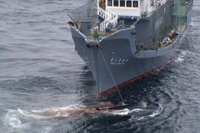 Credit: SeaShepherd