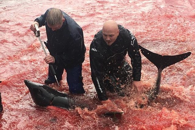Credit: Sea Shepherd