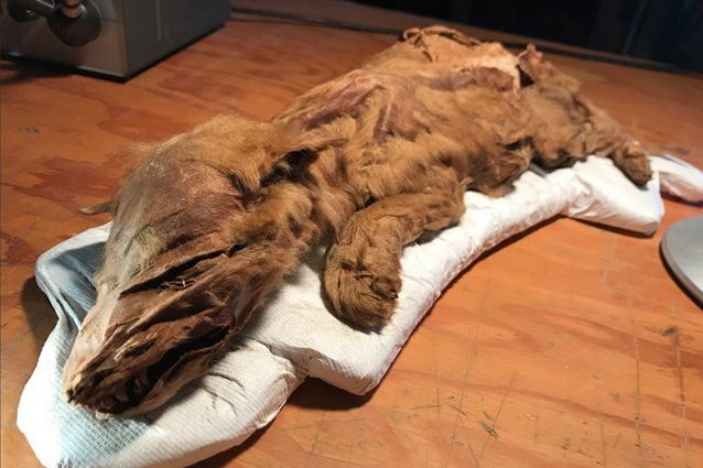 Credit: Government of Yukon/Canadian Conservation Institute