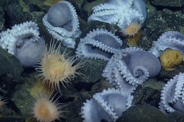 Credit: EVNautilus/Youtube