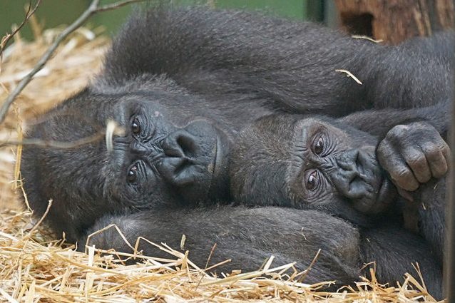 Perduto il 60% dei vertebrati in 40 anni ed è solo colpa nostra: annuncio choc del WWF