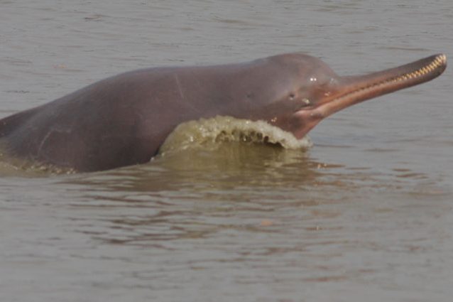 Credit: Zahangir Alom / Marine Mammal Commission / National Oceanic and Atmospheric Administration
