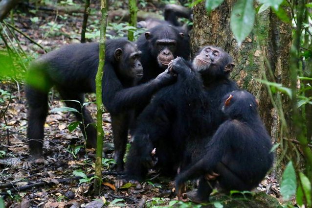 Credit: Liran Samuni, Taï Chimpanzee Project