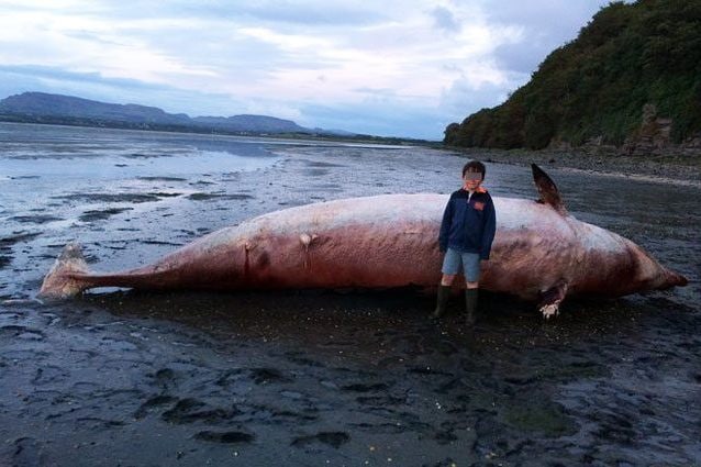 Credit: Margaret Mulrooney/Irish Whale and Dolphin Group