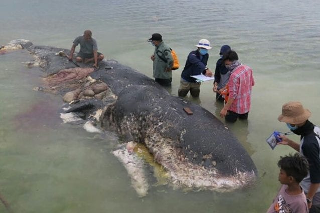 Capodoglio di 10 metri spiaggiato in Indonesia: aveva mille pezzi di plastica nello stomaco