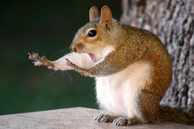 Credit: Mary McGowan/The Comedy Wildlife Photography Awards