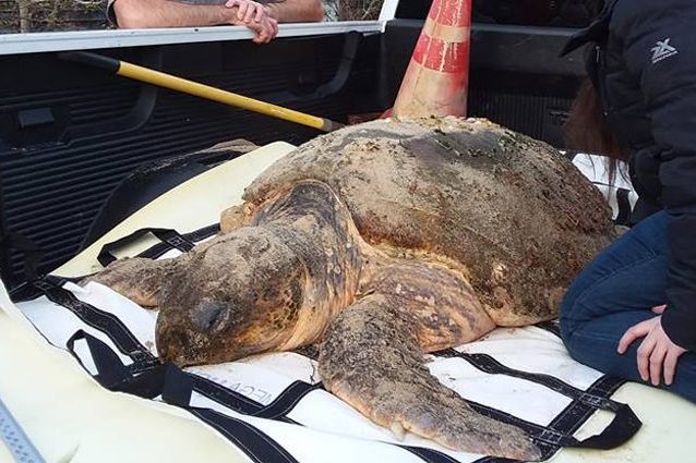 Una tartaruga liuto stordita dal freddo, ma ancora viva. Credit: Mass Audubon Wellfleet Bay Wildlife Sanctuary