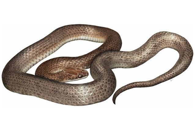Credit: Campbell et al./Journal of Herpetology