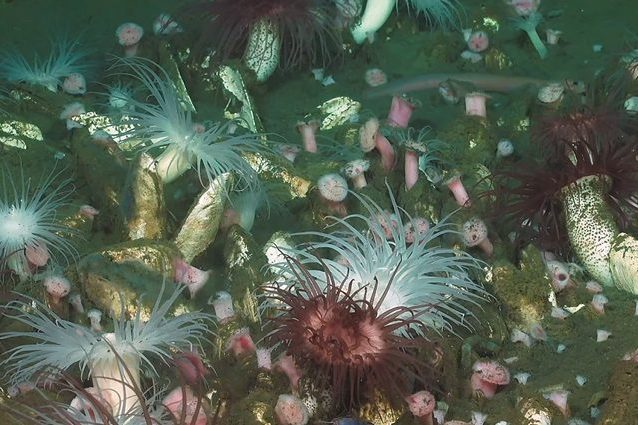 Credit: Schmidt Ocean Institute