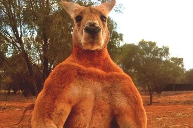 Credit: Kangaroo Sanctuary Alice Springs/Chris “Brolga” Barns