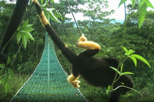 Credit: Ismael Galvan/Panthera Costa Rica
