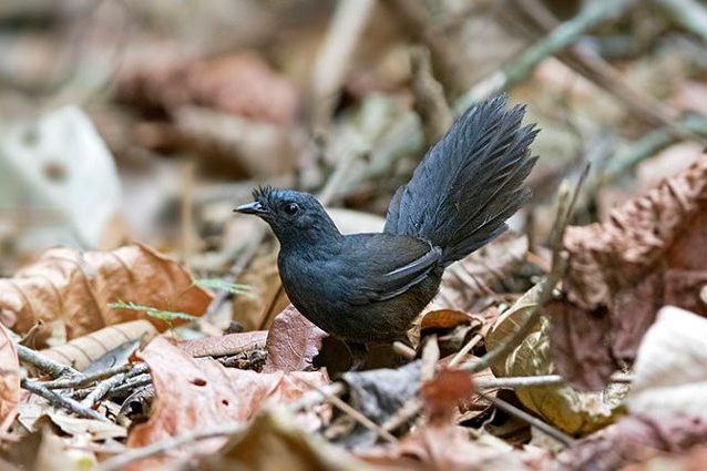 Credit: American Bird Conservancy