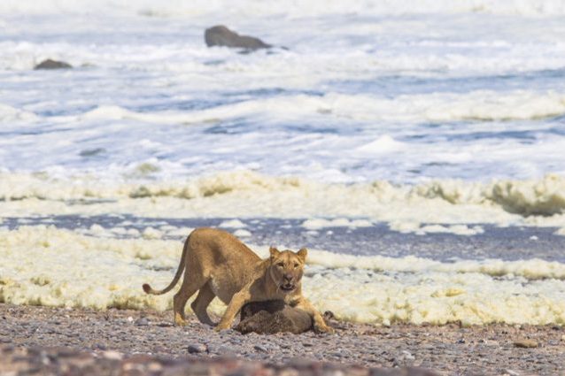Credit: The Namibian Journal of Environment