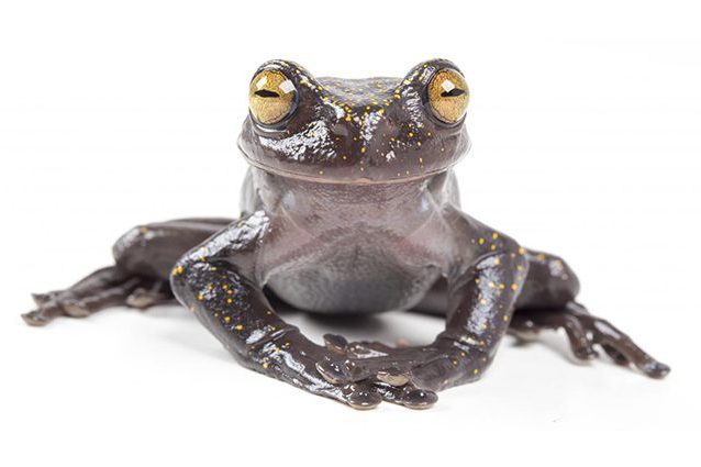 Credit: Gustavo Pazmiño, BIOWEB Ecuador