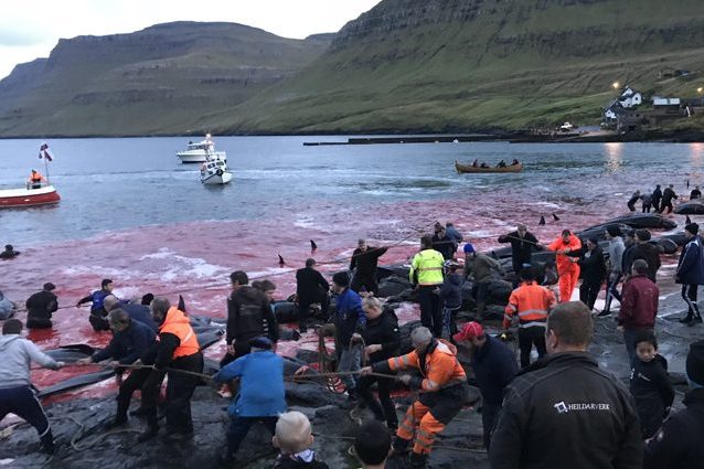 Una Grindadrap nel 2018 Credit: Sea Shepherd