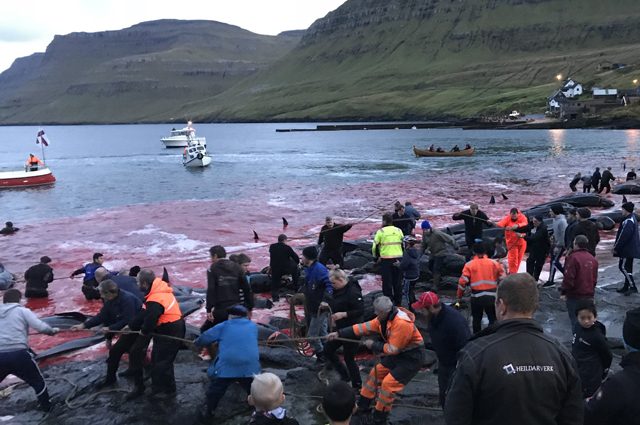 Una Grindadrap nel 2018 Credit: <a href="https://www.facebook.com/OpBloodyFjords/photos/ms.c.eJxFz8ENBDEIA8COTgGDE~;ff2GlBId8RGGNcsTJ3YMHp~;rMGUpRcvBD6AIaBIJg6eSFRGTETbMADb4iBVRnUBdRZ~_Jz1XtmzgiygzYTVSgxYZ8SrfrrYmYn~_5TX9SjGl~;QcDMDar.bps.a.1604055113032685/1604055743032622/?type=3&theater" target="_blank" rel="nofollow noopener">Sea Shepherd</a>