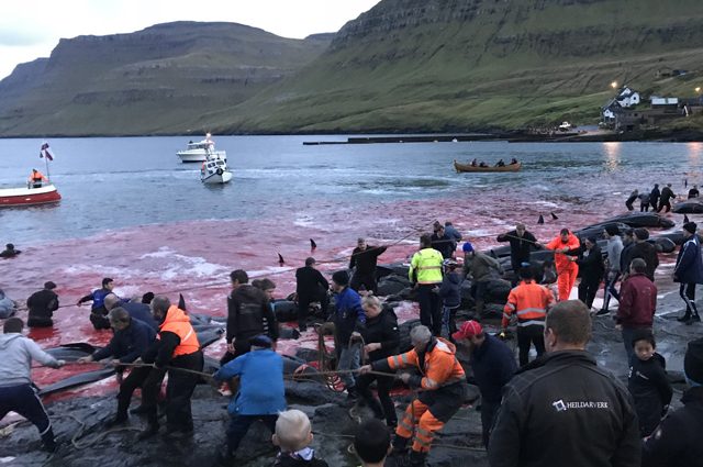 Settanta balene pilota massacrate con coltelli e uncini nel giorno di Capodanno alle Faroe