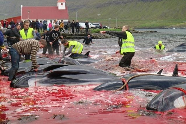 Credit: Sea Shepherd
