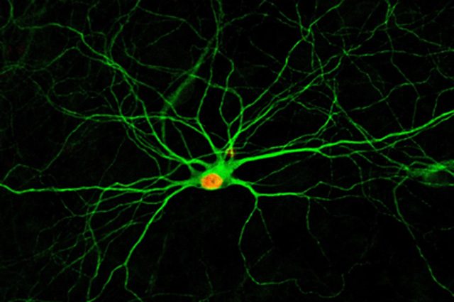 Credit: Gong Chen Lab, Penn State