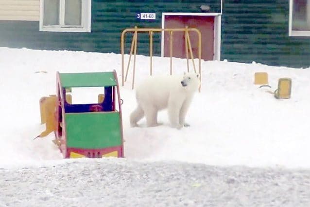 Credit: The Siberian Times