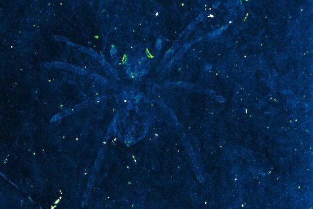 Gli occhi di questo ragno morto 110 milioni di anni fa ‘brillano’ ancora: ecco perché