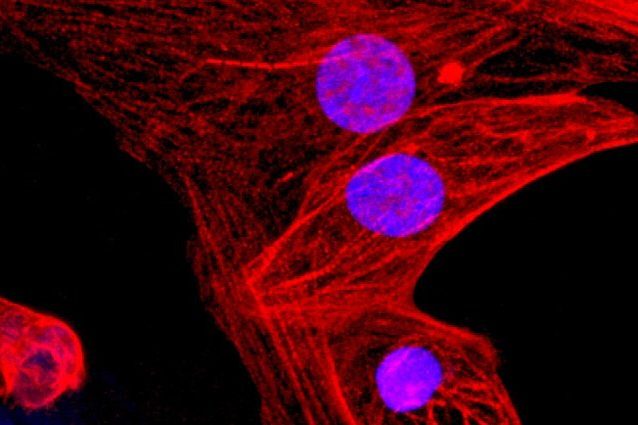 Prime cellule staminali invisibili al sistema immunitario: così evitano il rischio di rigetto