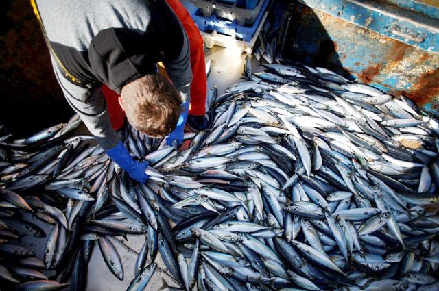 Cambiamenti climatici, il numero di pesci negli oceani sta crollando: nuova conferma