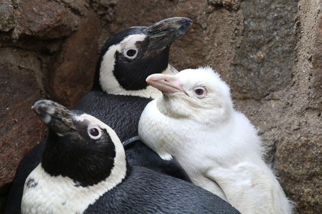 Credit: Zoo di Danzica