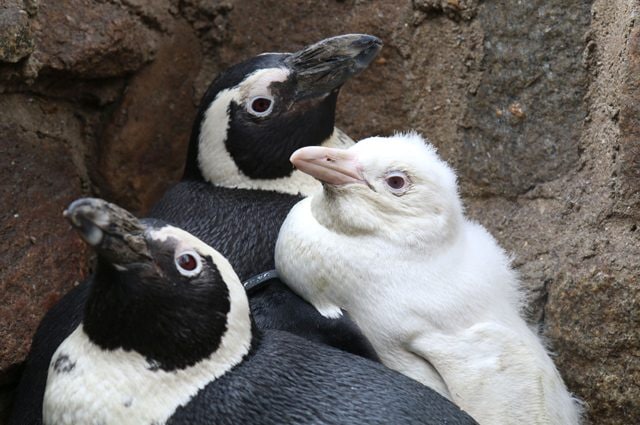 Rarissimo pinguino albino nato allo zoo di Danzica: è unico al mondo. Le immagini