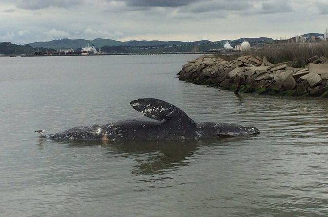 Strage di balene grigie nel Pacifico, trovate diverse carcasse: stanno morendo di fame