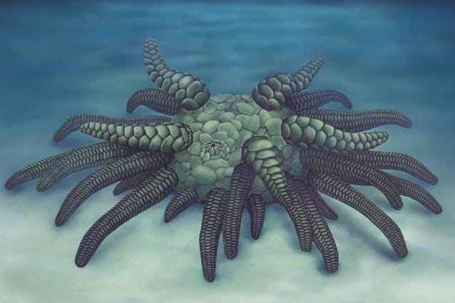 Credit: Elissa Martin/Yale Peabody Museum of Natural History