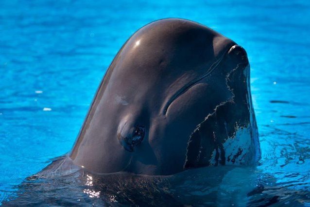 Credit: SeaWorld Orlando