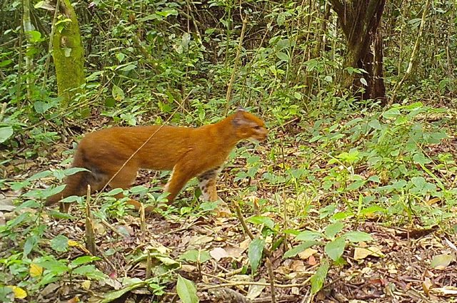 Splendido gatto dorato avvistato per la prima volta in Tanzania: è il felino più raro d'Africa