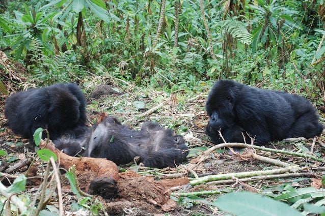 Credit: The Dian Fossey Gorilla Fund International