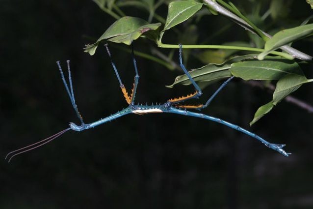 Achrioptera manga. Credit: Frank Graw