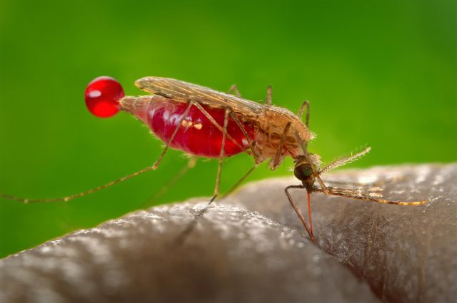 Credit: <a href="https://pixabay.com/it/photos/mosquito–succhiare–sangue–malaria–542159/" target="_blank" rel="nofollow noopener">Skeeze</a>