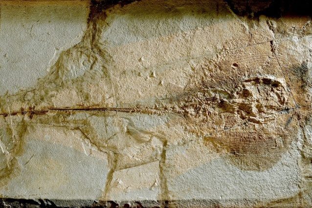 Credit: Università di Bologna
