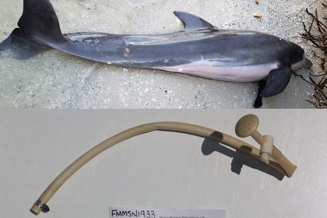 Credit: FWC Fish and Wildlife Research Institute
