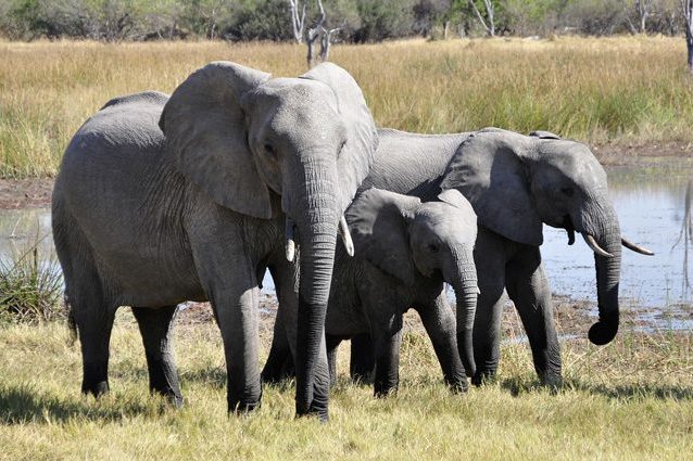 Incontri gratuiti Botswana
