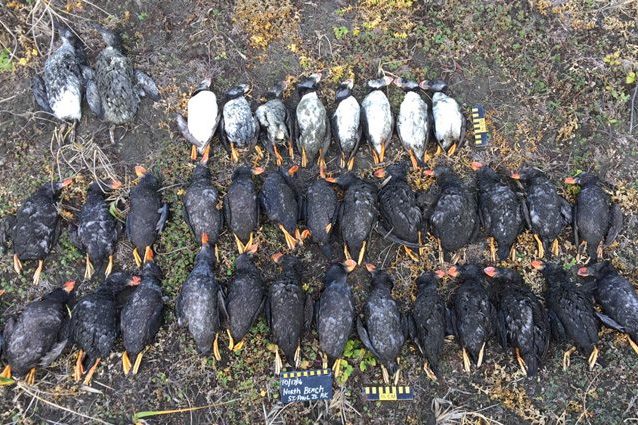 Credit: PLoS ONE/Aleut Community of St Paul Island Ecosystem Conservation Office