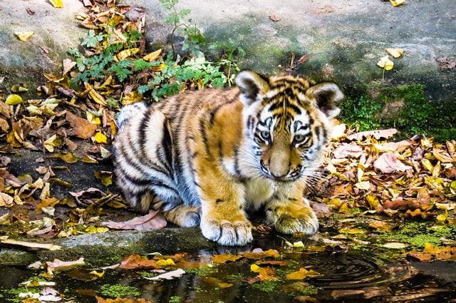 11 rari cuccioli di tigre a rischio estinzione avvistati in India: è una splendida notizia