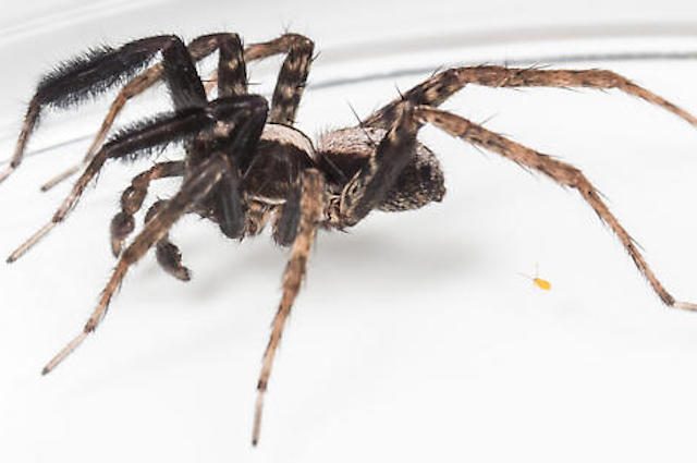 Credit: <a href="https://bugguide.net/node/view/1372090/bgimagehttps://bugguide.net/node/view/1372090/bgimage" target="_blank" rel="nofollow noopener">2017 John Rosenfeld</a>