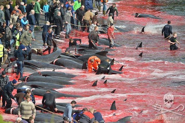 Immagine di repertorio. Credit: Sea Shepherd