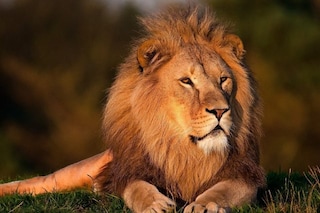 Una Mangusta Molto Arrabbiata Mette In Fuga Tre Leoni