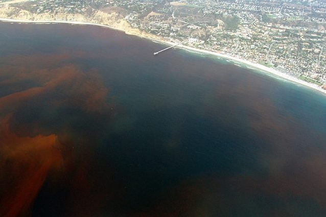 Una imponente marea rossa a La Jolla, in California