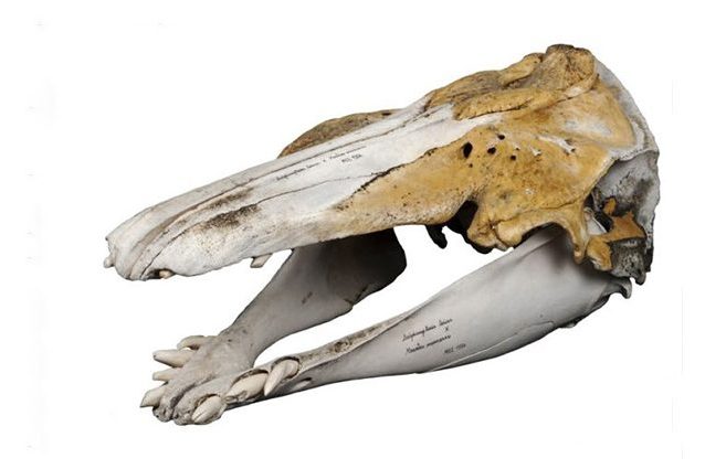Credit: Mikkel Høegh/Museo di storia naturale della Danimarca