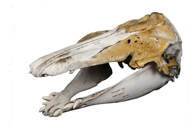 Credit: Mikkel Høegh/Museo di storia naturale della Danimarca