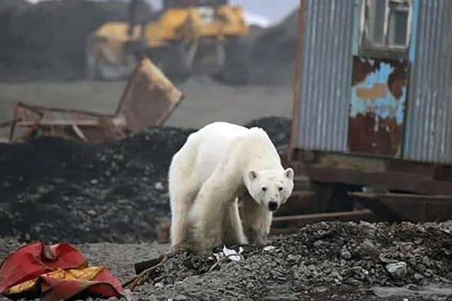 Credit: Irina Slava, Zapolyarnaya Pravda/Facebook/The Siberian Times